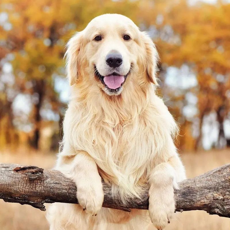 Golden Retriever icon