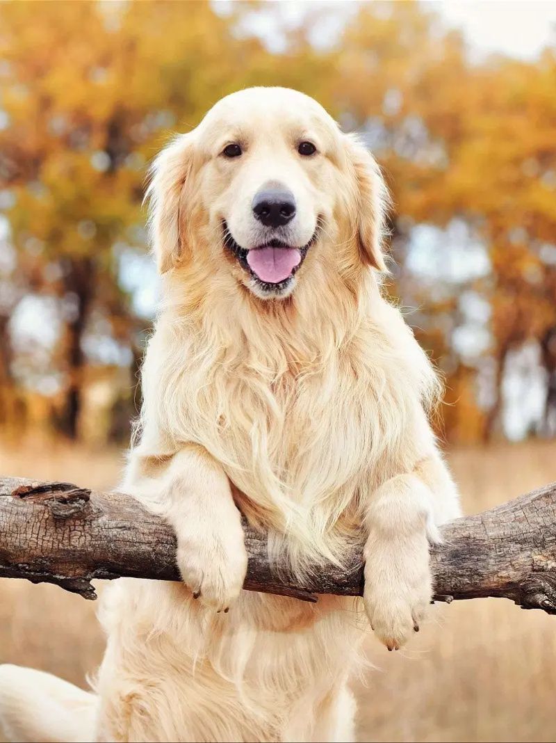 Chat with Golden Retriever